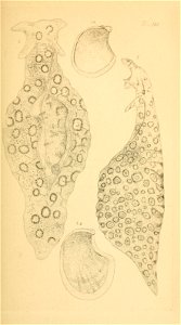 n176_w1150