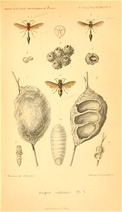 n596_w1150