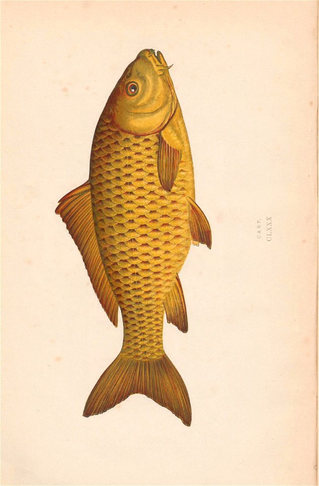 n5_w1150