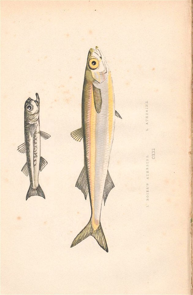 n5_w1150