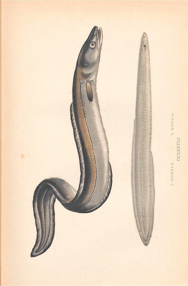 n464_w1150