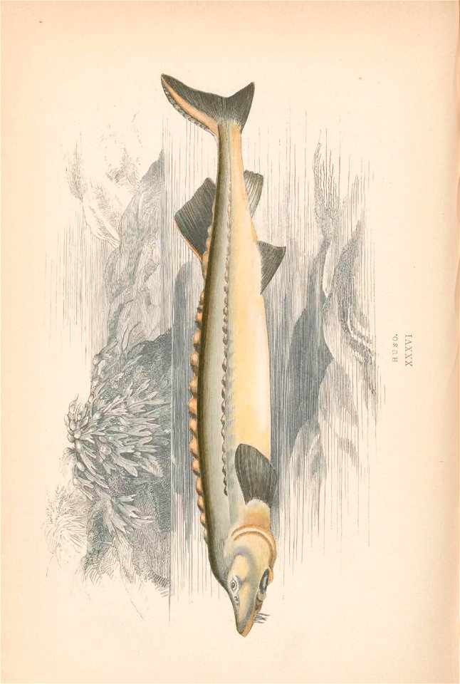n249_w1150