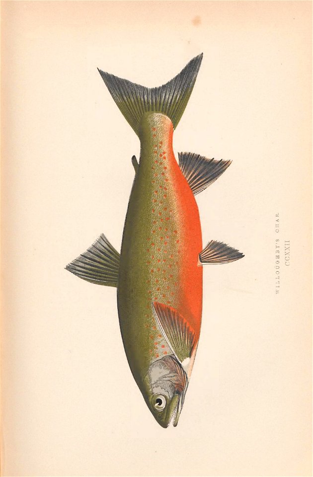 n354_w1150