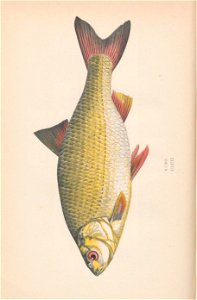 n81_w1150