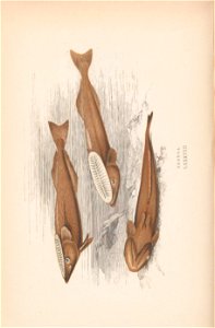 n181_w1150