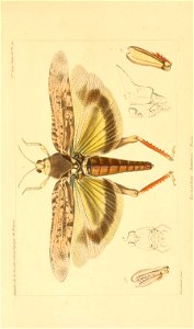n804_w1150