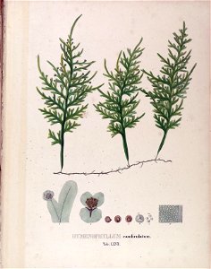n207_w1150