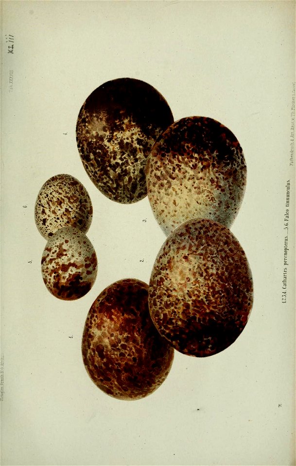 n596_w1150