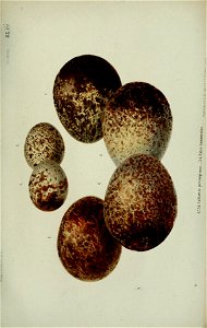 n596_w1150