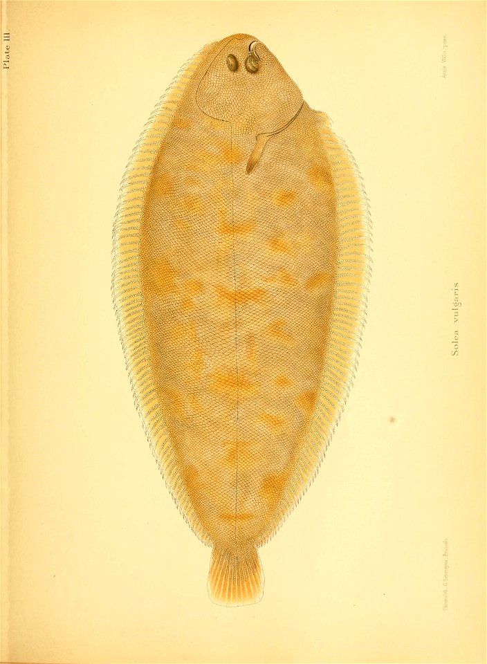 n172_w1150