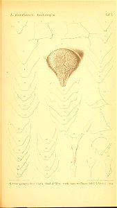 n1046_w1150