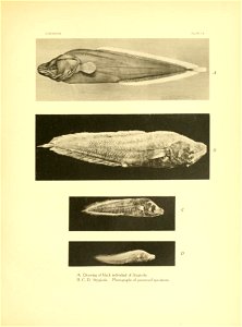 n242_w1150