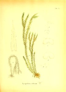 n436_w1150
