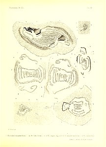 n336_w1150
