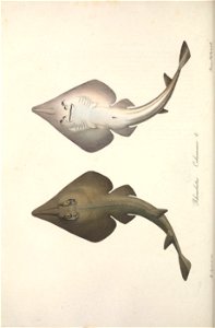 n657_w1150