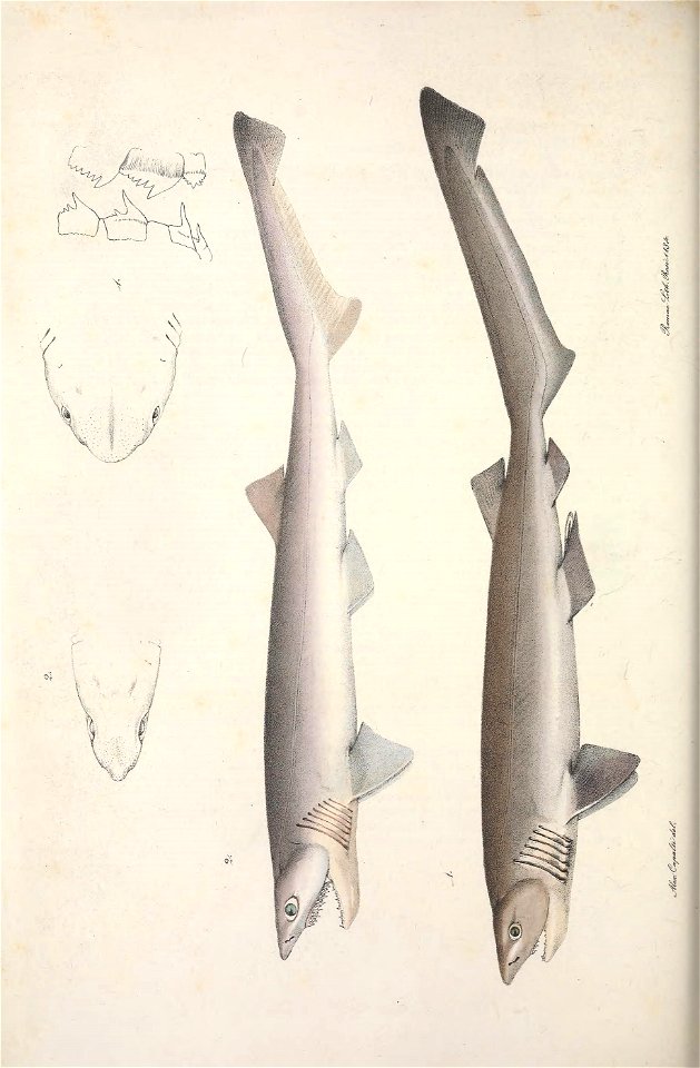 n555_w1150