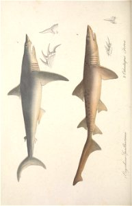 n549_w1150