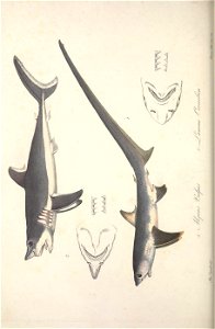 n531_w1150
