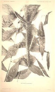 n4_w1150