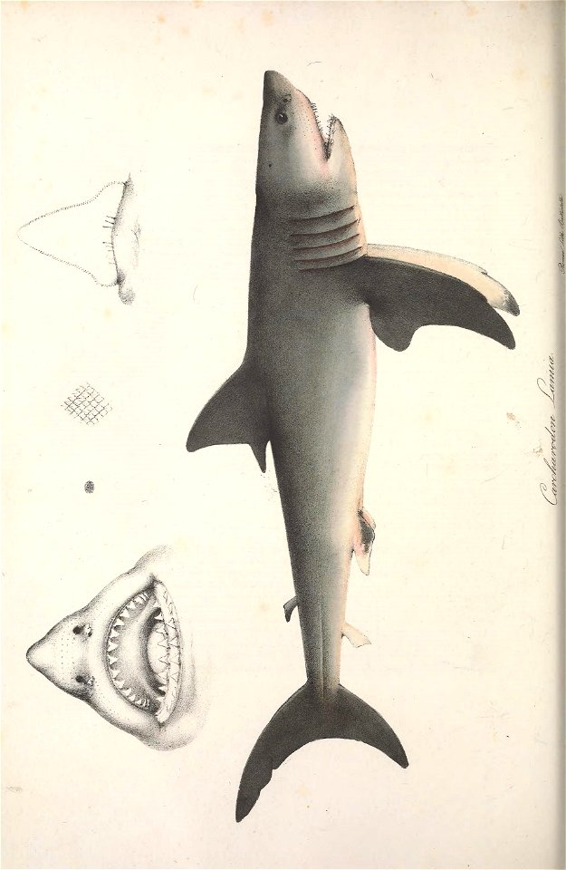 n541_w1150