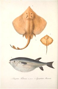 n639_w1150