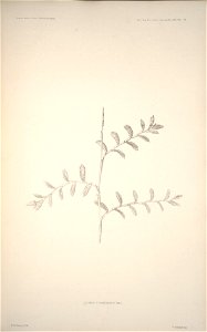 n176_w1150