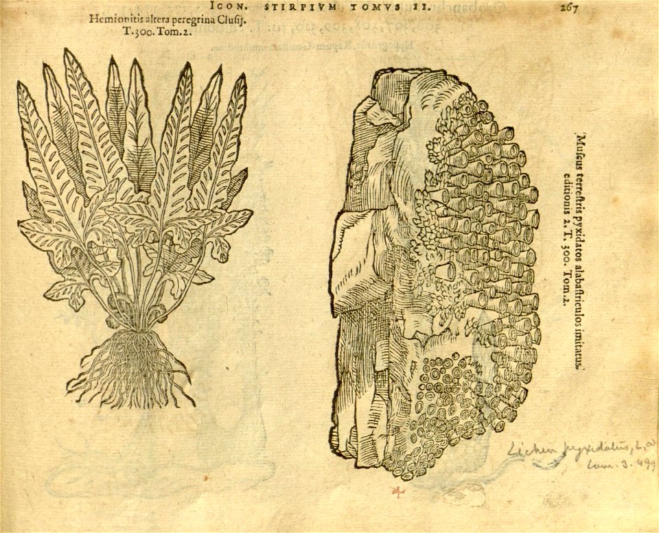 n1089_w1150
