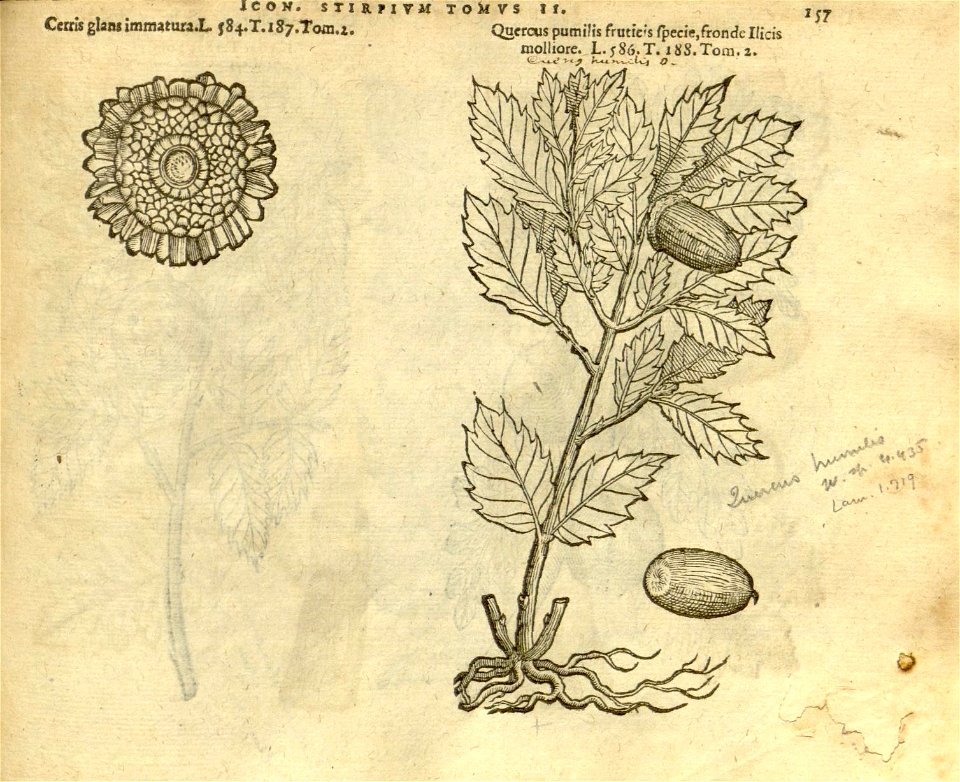 n979_w1150