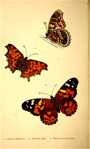 n113_w1150