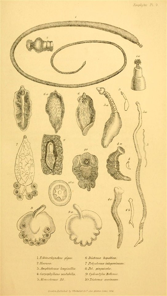 n584_w1150