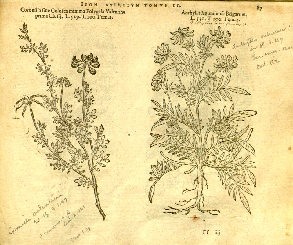 n909_w1150