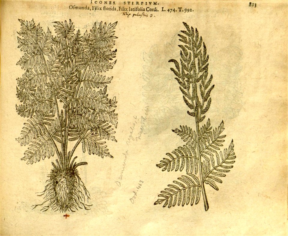 n819_w1150