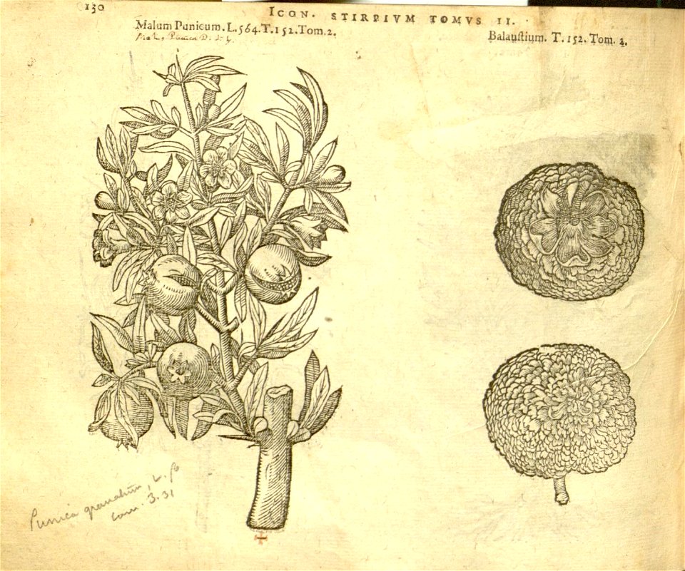 n952_w1150