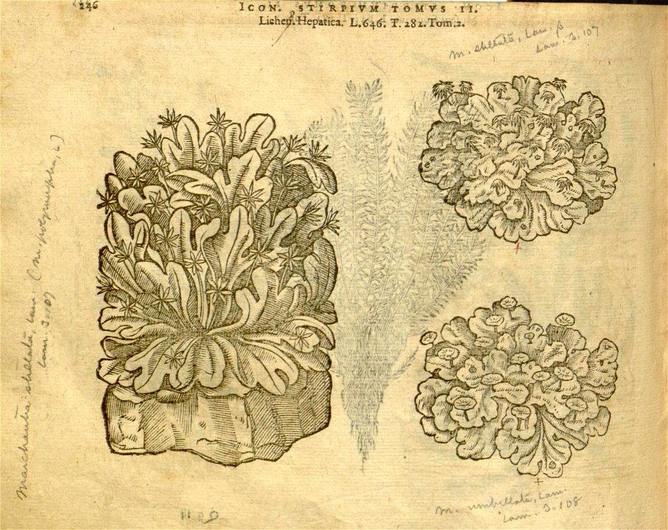 n1068_w1150