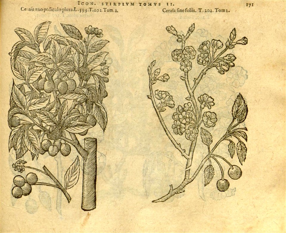 n993_w1150