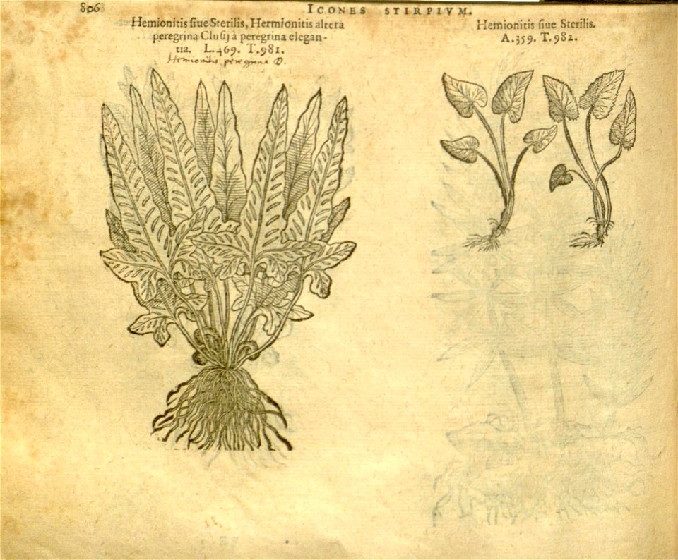 n812_w1150