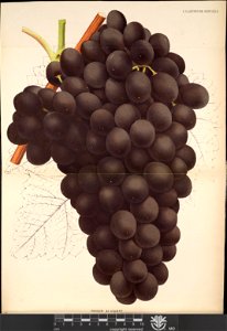 n196_w1150