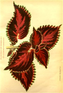 n124_w1150