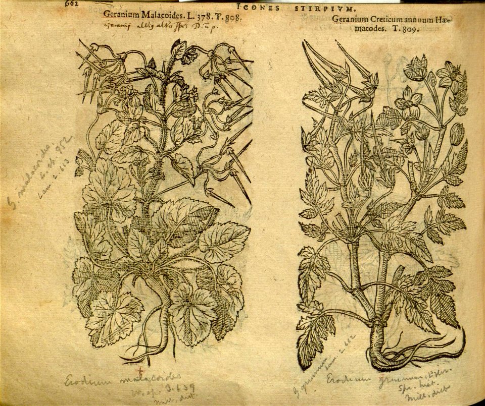 n668_w1150