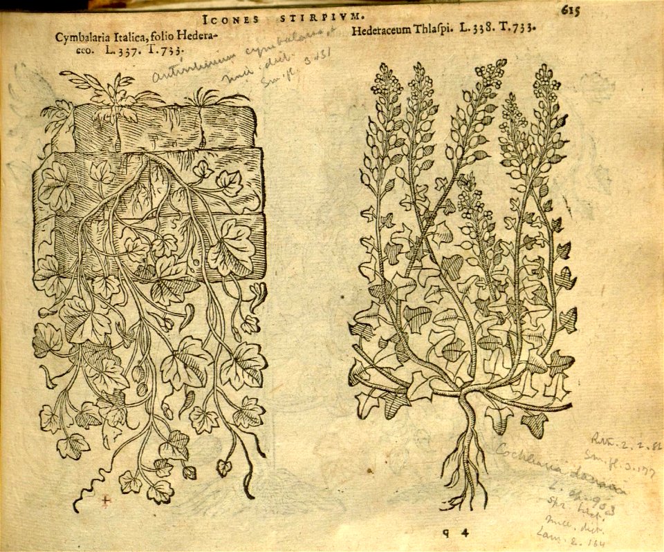 n621_w1150