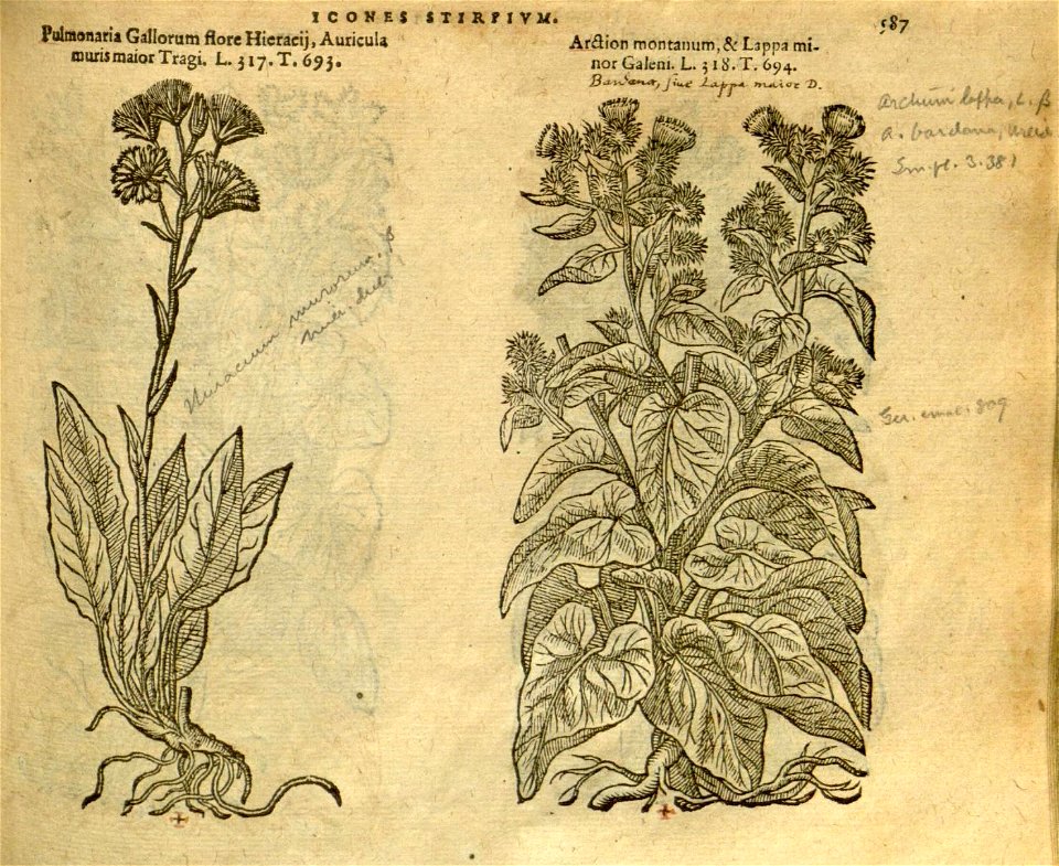 n593_w1150