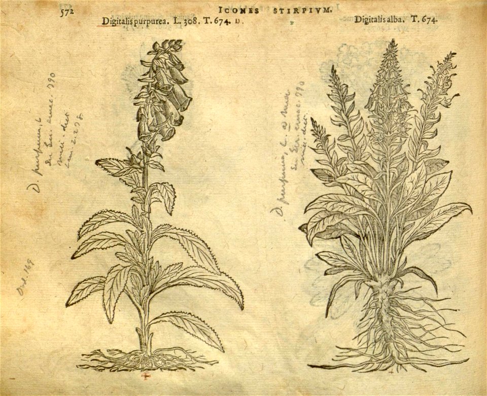 n578_w1150