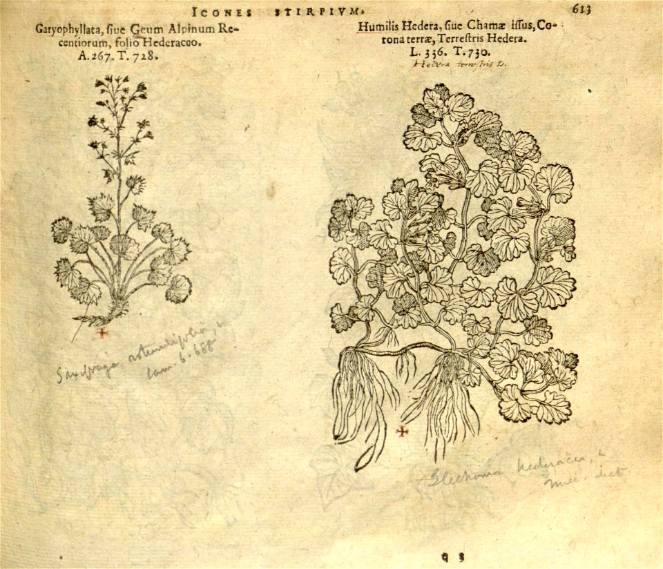 n619_w1150