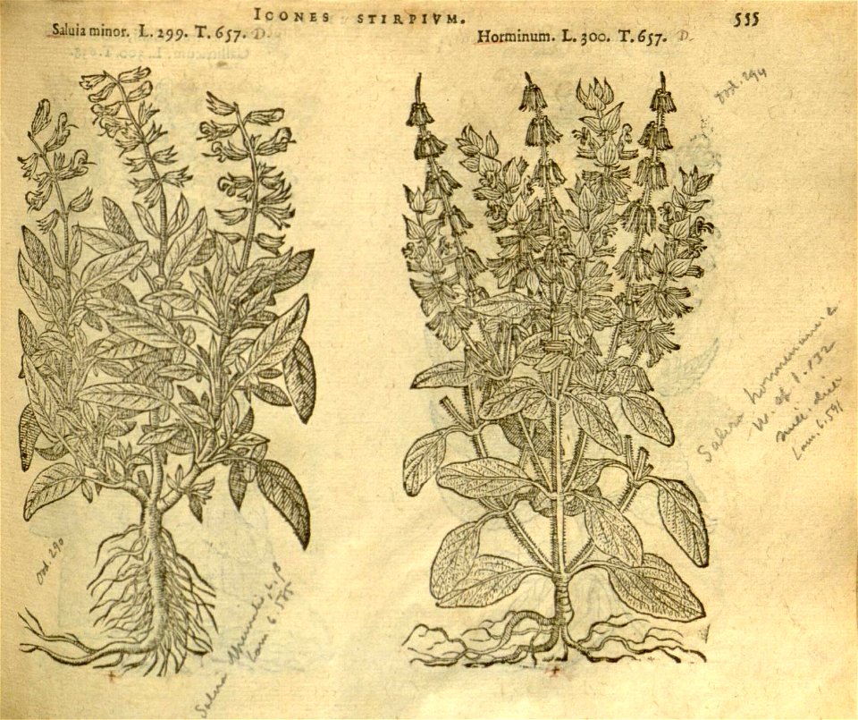n561_w1150
