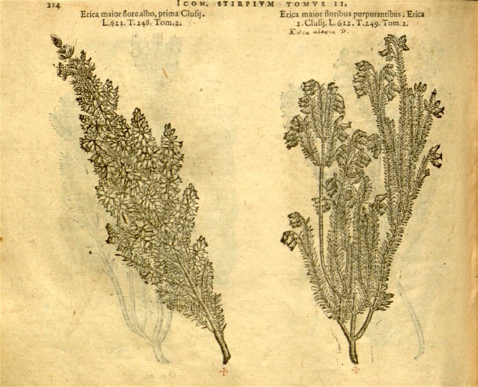 n1036_w1150