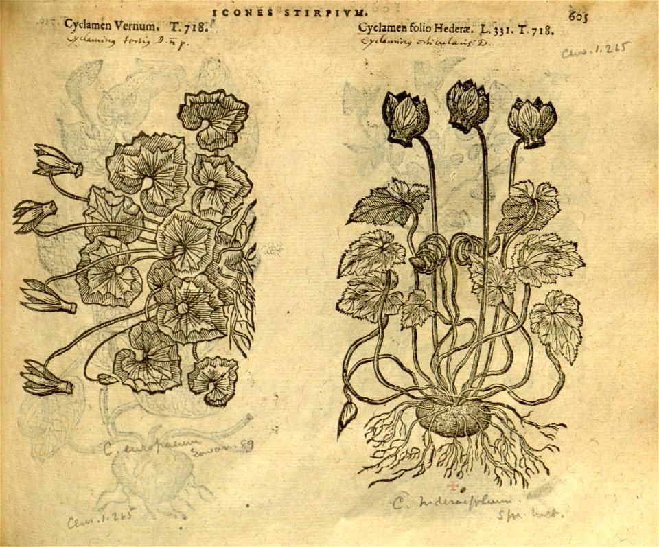 n611_w1150