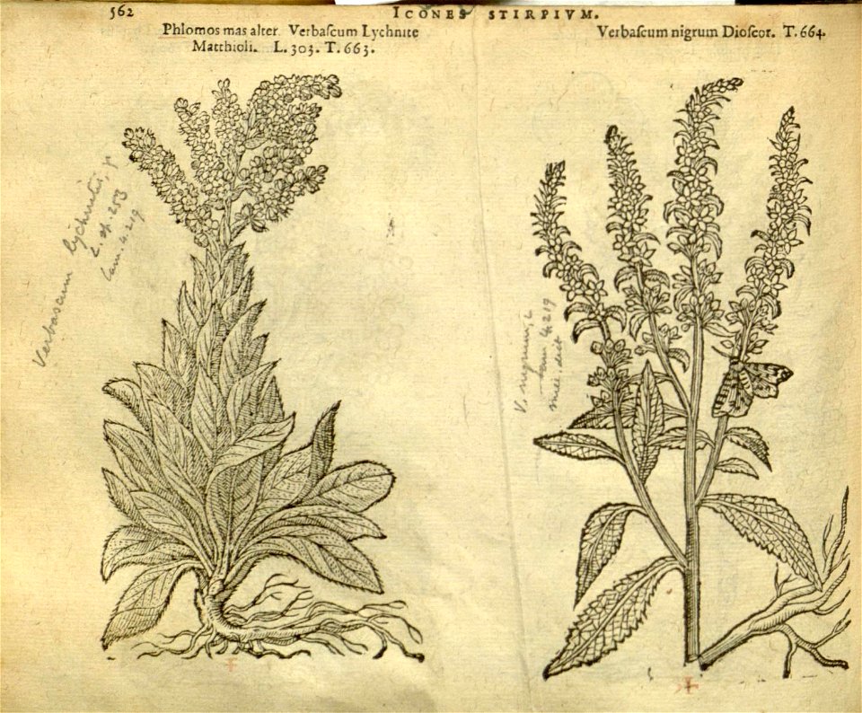 n568_w1150