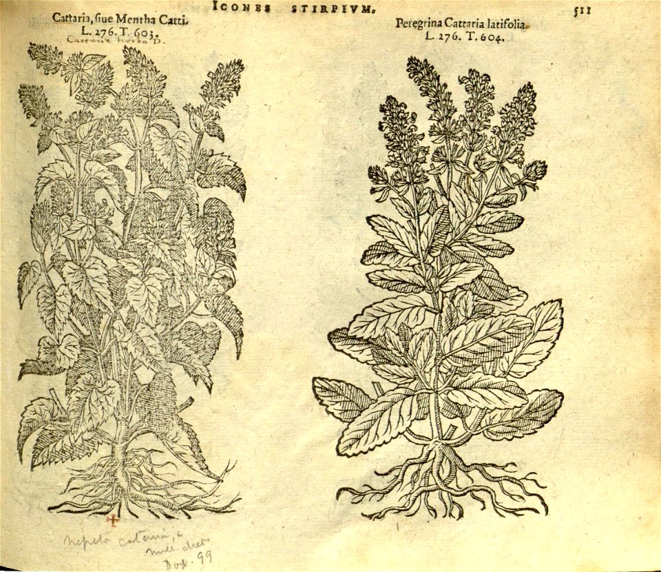 n517_w1150