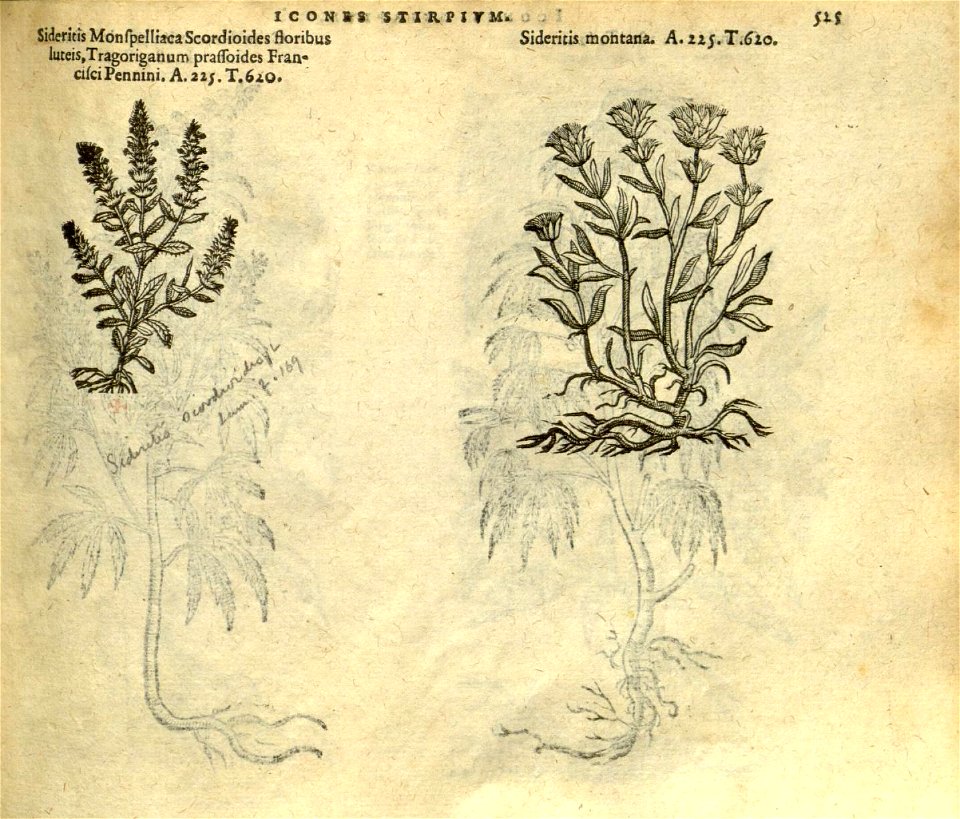 n531_w1150