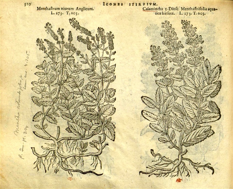 n516_w1150